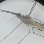INVASIVE MOSQUITO IS SPREADING WITH ALARMING SPEED
