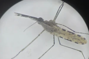 INVASIVE MOSQUITO IS SPREADING WITH ALARMING SPEED
