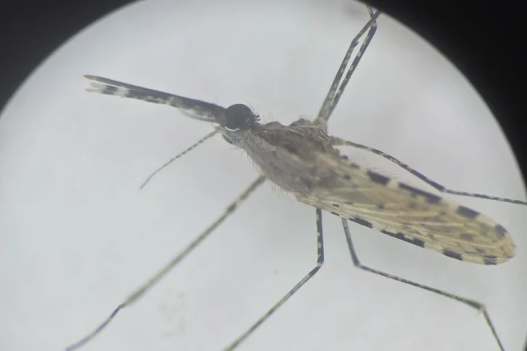 INVASIVE MOSQUITO IS SPREADING WITH ALARMING SPEED